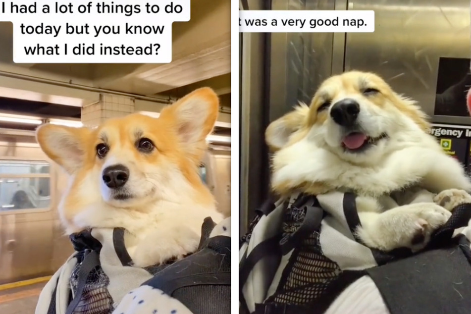 Niedliches Nickerchen in der U-Bahn: Hund schlummert im Rucksack