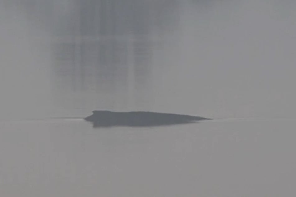 Der Buckelwal befindet sich nach wie vor in der Bucht vor der Insel Poel.