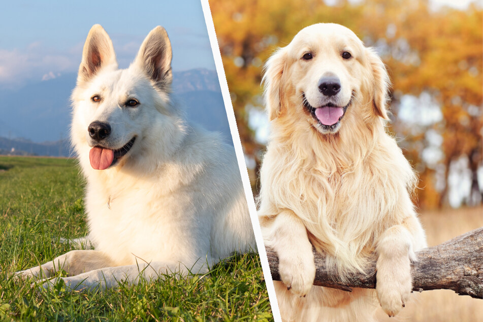 Ein Schweizer Schäferhund (l.) und ein Golden Retriever (r.) waren die Eltern von Chow. (Symbolbild)
