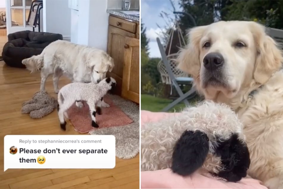 Die Fellfarbe passt schonmal: Diese Hunde-Mutter hat ein Schaf adoptiert, die beiden sind ein super süßes Duo.