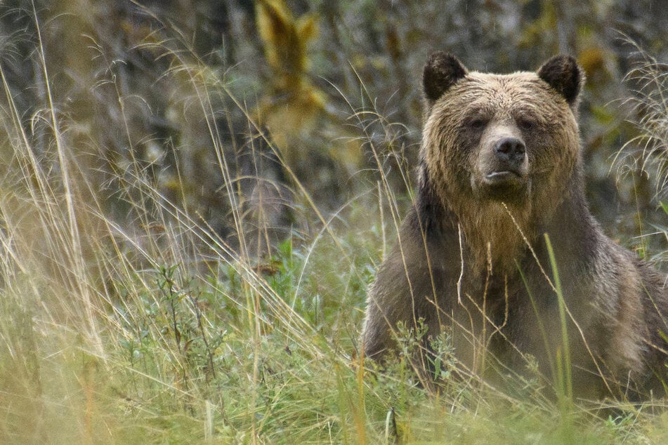 Brutal bear attack on school group leaves almost a dozen injured