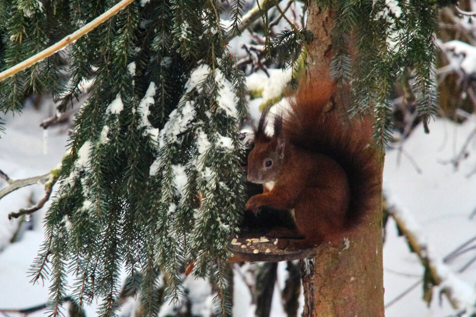 Das Eichhörnchen ruht im Winter meist in seinen geschützten Quartieren, wird aber auch immer wieder wach und sucht Nüsse und andere Nahrung aus den vorher angelegten Vorratsverstecken.