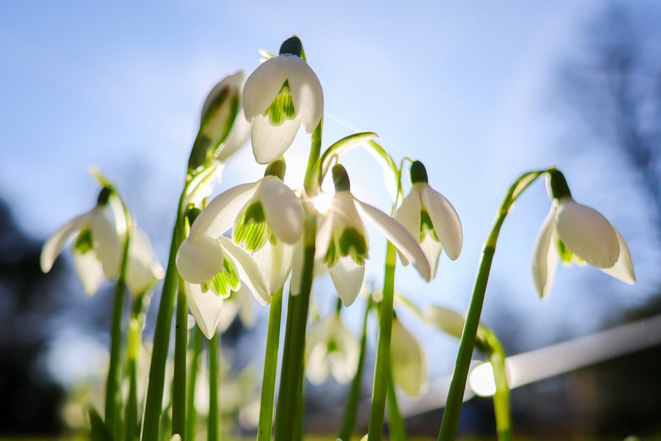 Frühlingsstart in Thüringen: Sonne und milde Temperaturen
