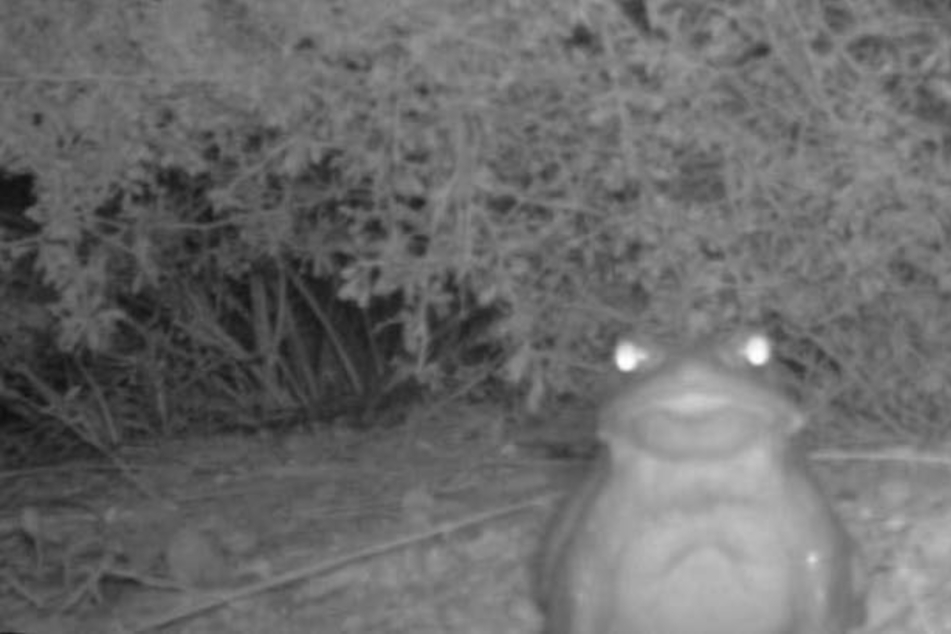 National Park Service urges visitors to stop licking hallucinogenic toads
