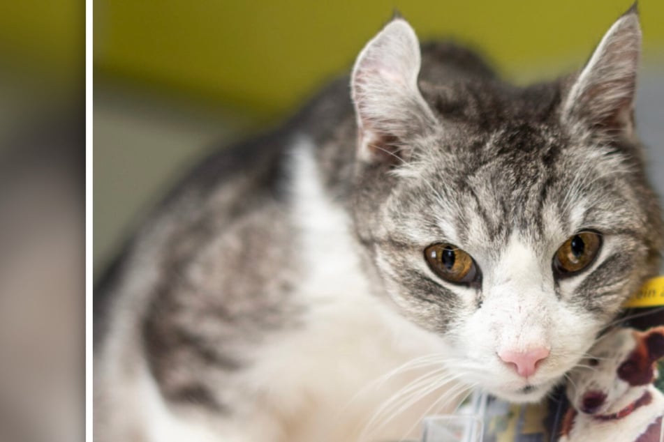 Tierheim ist ratlos wegen Schlumpi: "Warum bekommt dieser wundervolle Kater keine Chance?"