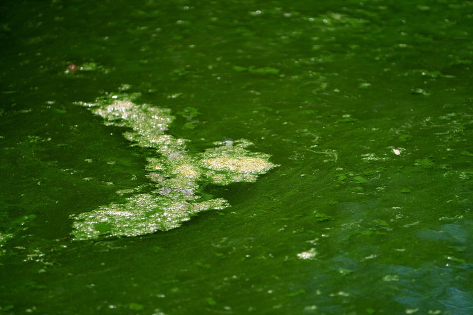 Grünliche bis blau-grüne Schlieren auf der Wasseroberfläche sowie modriger Geruch sind unter anderem Anzeichen für Blaualgen-Befall. (Archivfoto)