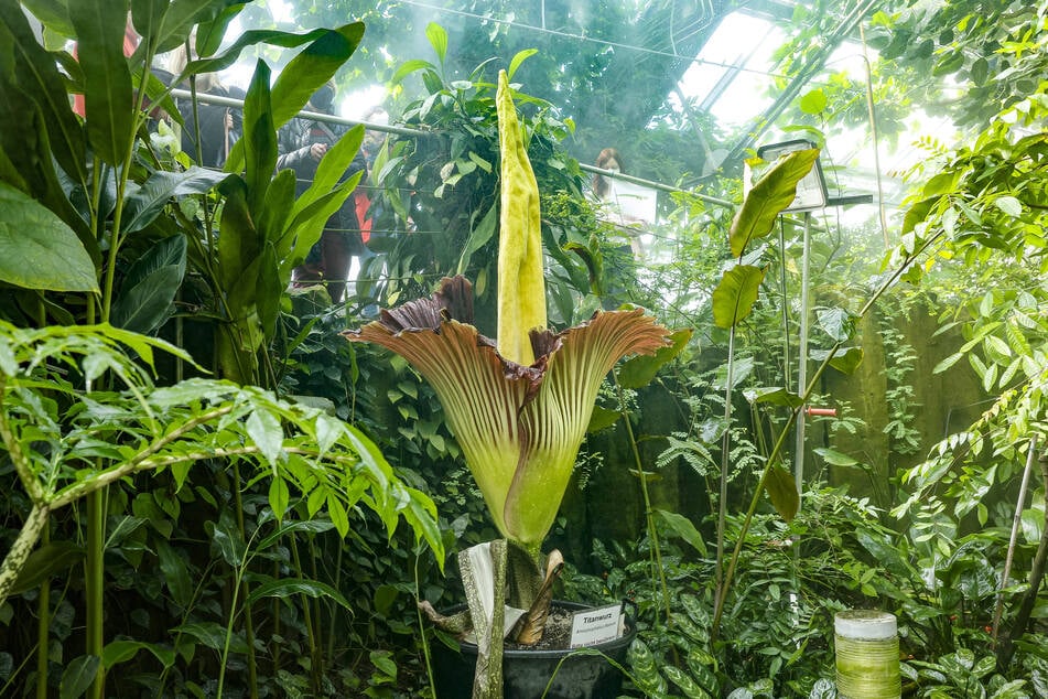 Wenn die Titanwurz voll erblüht ist, riecht sie nach Aas, um Insekten anzulocken.