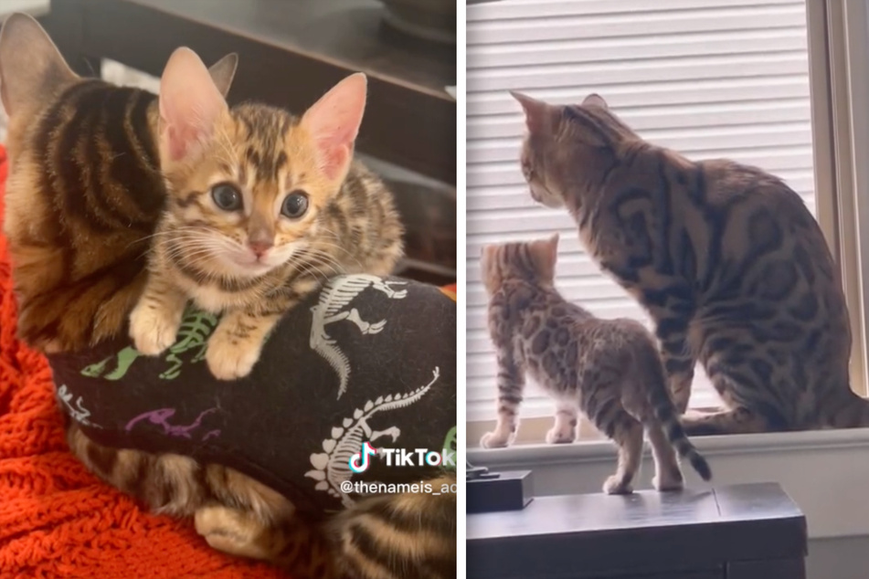 Kitten comes to the rescue of lonely cat in BFF TikTok meet cute