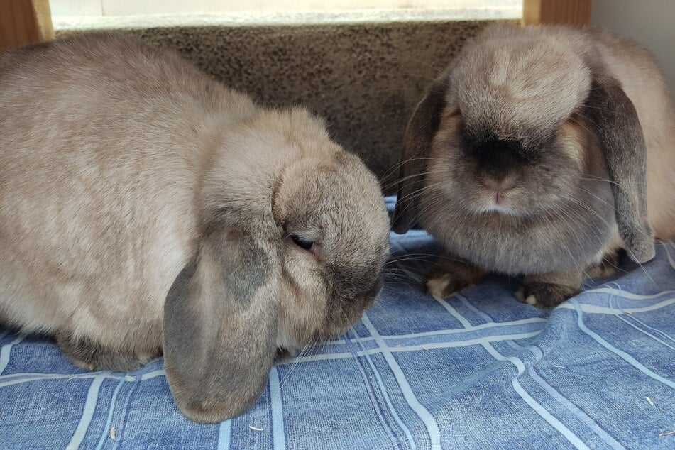 Die aufgeweckten Kaninchen Cookie und Loonie suchen ein Zuhause mit viel Beschäftigung und Platz.