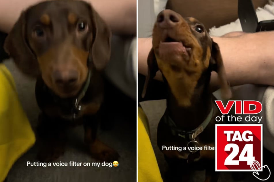 This dachshund got a voice filter on his bark and suddenly sounds like the chillest dog alive!
