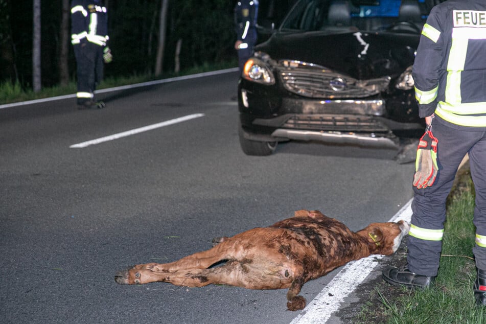 Volvo-Fahrerin erfasst Kalb in Ostsachsen: Tier kann nicht mehr gerettet werden