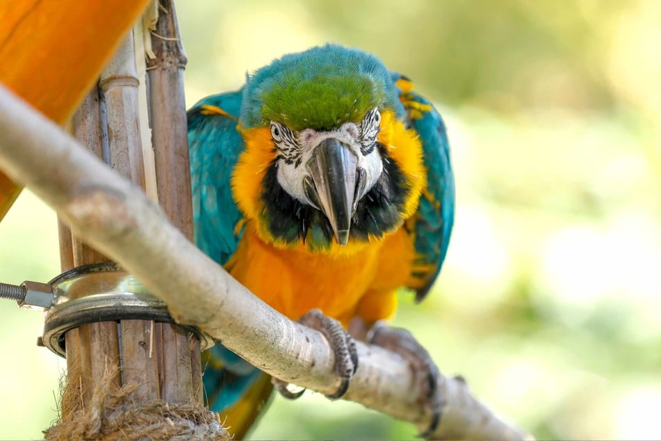 Ara-Dame Frieda (30) erlebte den Einbruch mit.