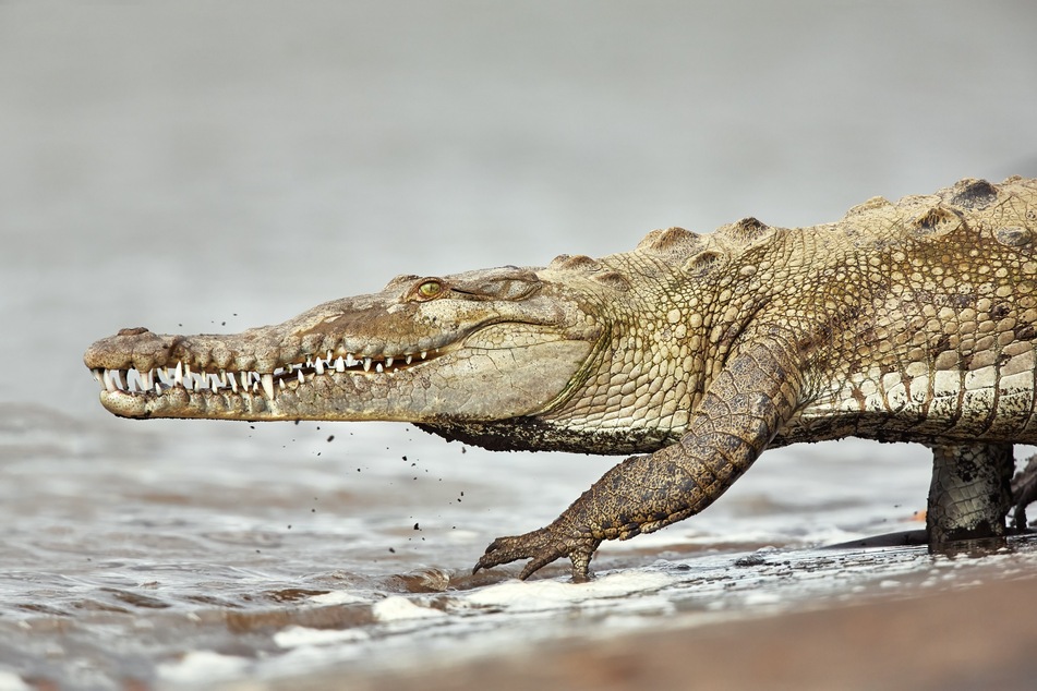 Crocodiles, as well as some mammals that lived alongside dinosaurs, were better equipped to deal with the extinction event.