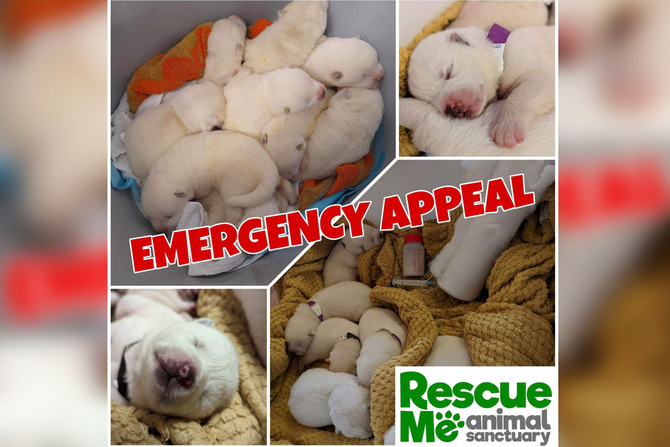 Das "Rescue Me Animal Sanctuary" hat auf Facebook zu Spenden für den Neunerwurf aufgerufen.