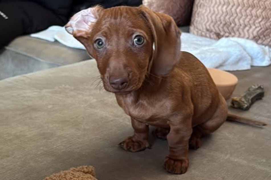 Der kleine Hund hat sich bei dem Sprung aus dem Golfcart vier Knochen und beide Hüften gebrochen.