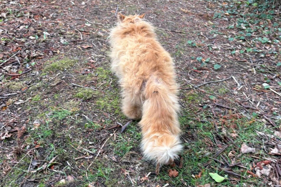 Kater Wesley machte sich zunächst aus dem Staub, konnte aber bald darauf gefunden werden.