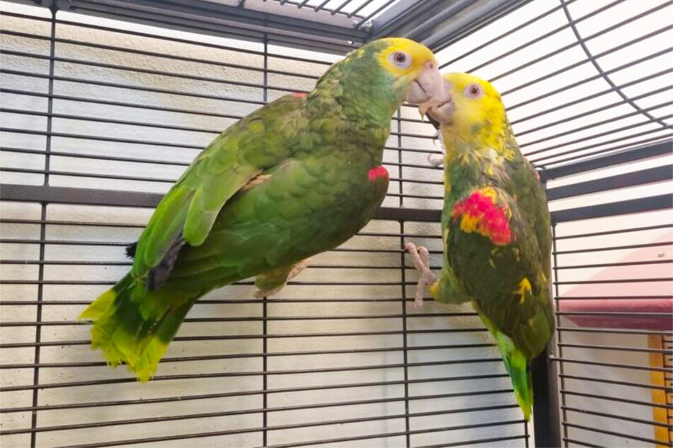 Neun Exemplare gibt es von den Doppelgelbkopfamazonen.