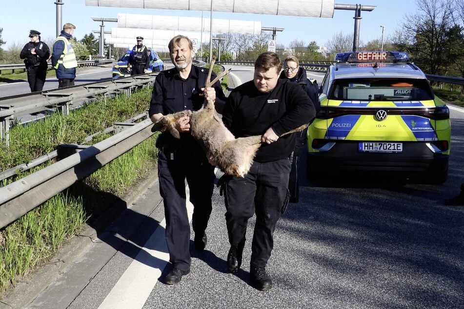 Schwanenvater Olaf Nieß (l.) und der zuständige Revierförster konnten das verletzte Reh einfangen.