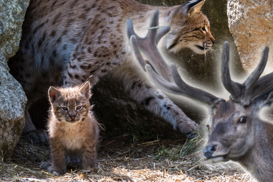 Luchs und Hirsch dürfen im Wildpark Mehlmeisel den ganzen Tag Musik hören. (Bildmontage)