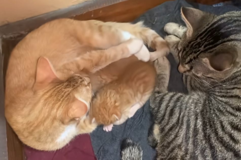 Als Papa weicht Moose seinem Nachwuchs und Mama Cheeto nicht von der Seite.