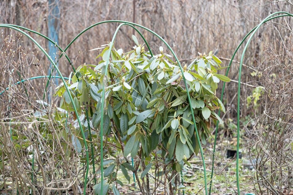 Bei Trockenheit bekommt der Rhododendron gelbe Blätter. Im Winter kann das ebenfalls vorkommen.