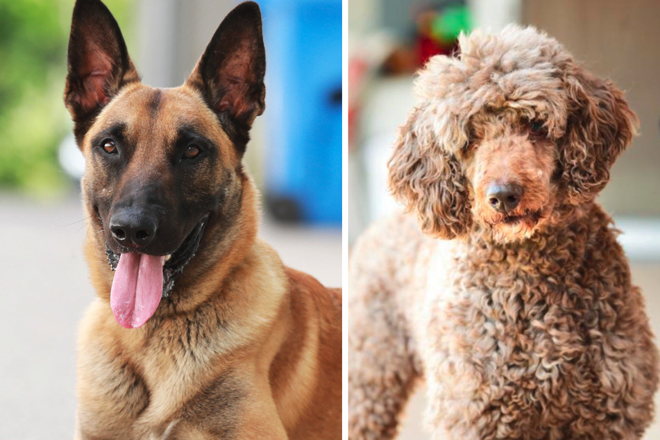 Malinois Chido (7, l.) und Großpudel Ludwig (10) wollen ein neues Zuhause finden.