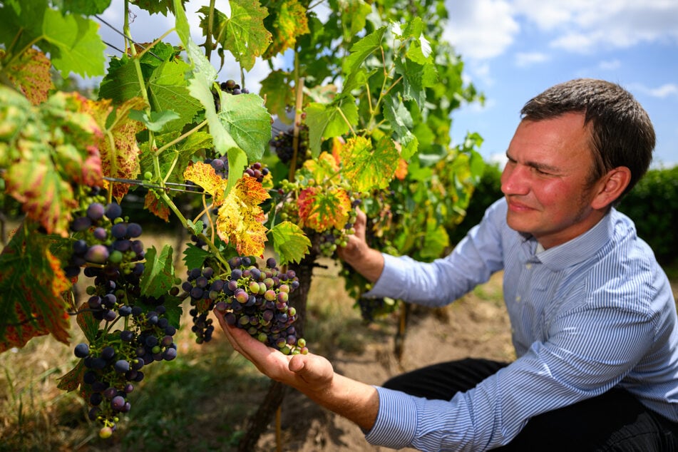 Felix Hößelbarth, Vorsitzender des Weinbauverbands Sachsen, begutachtet Trauben der Rotweinsorte Regent.