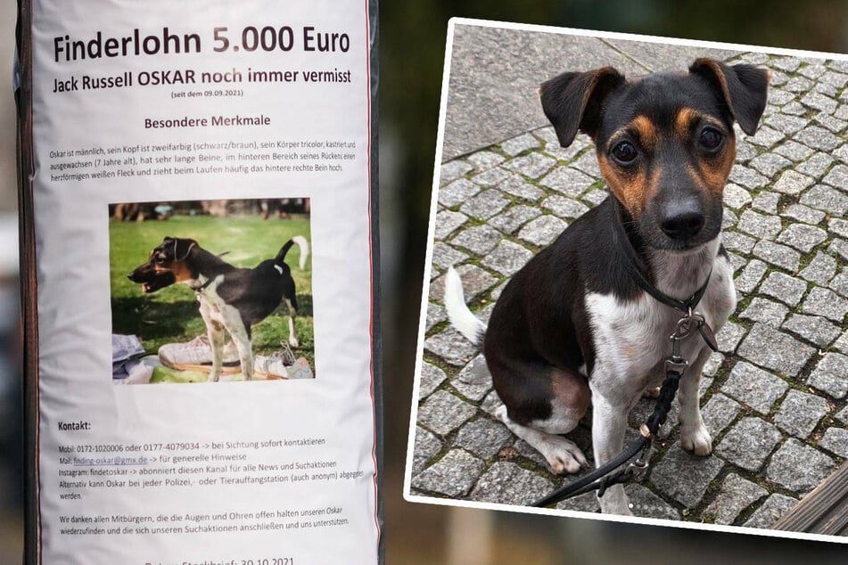 12-Jähriger entführte Hund Oskar: Nun sucht ganz Berlin nach dem Vierbeiner