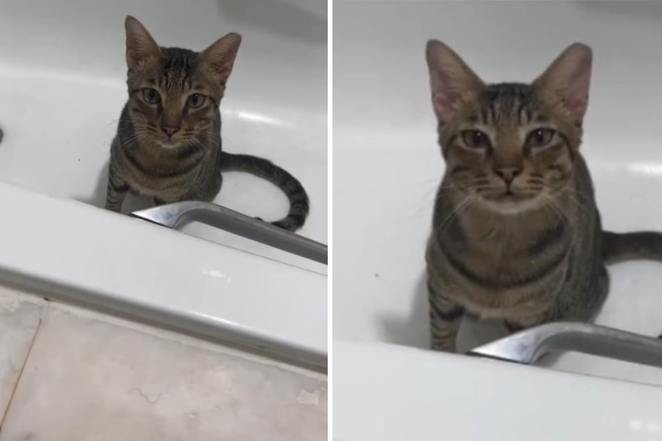 A cat named Tommy struggled to make friends with his fellow felines, leading him to hide in the bathtub.