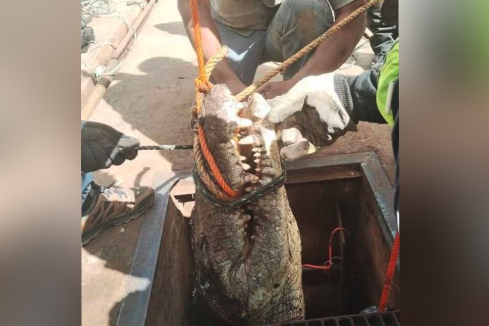 Mit einem Seil ums Maul wurde das Krokodil aus der Kanalisation befreit.