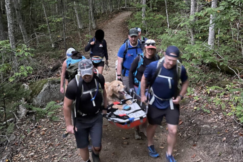 Záchranný tým NH Paw Rescue přivezl zlatého retrívra na nosítkách zpět ke zdroji trasy.