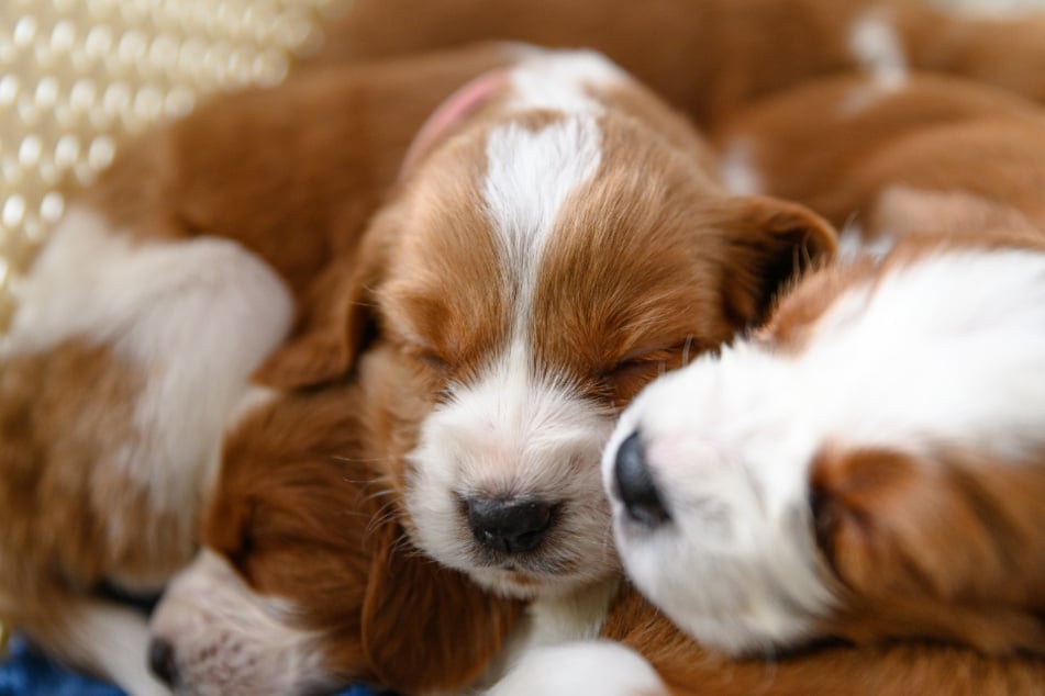 The videos showed up to seven puppies (stock image).