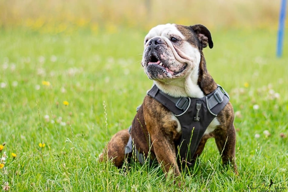 Bereits zum zweiten Mal ist die Englische Bulldogge Kalle ins Tierheim in Gießen eingezogen.