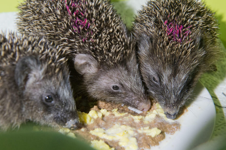 Untergewichtige Igel sitzen in der Igelstation "Igelkiste" in einer Wanne und fressen.