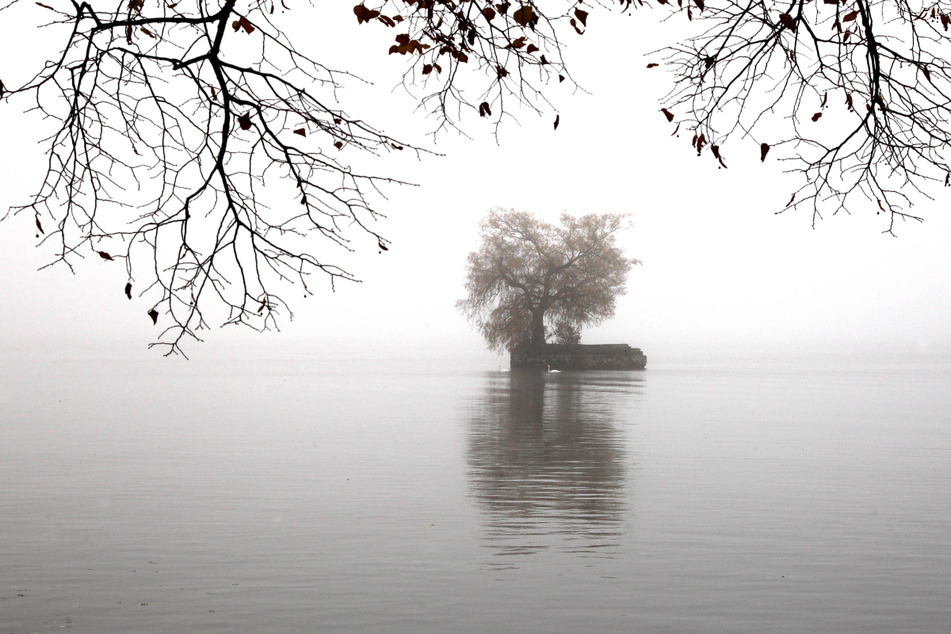 Eine kleine Insel auf dem Bodensee bei Nebel: Über 40 Jahre versteckte sich der Tiefseesaibling in dem Gewässer.