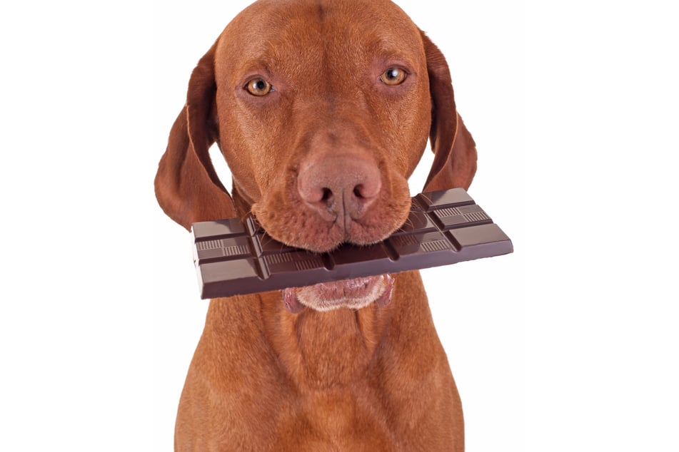 Chocolate will poison your dog, so it's important to act quickly if it eats some.