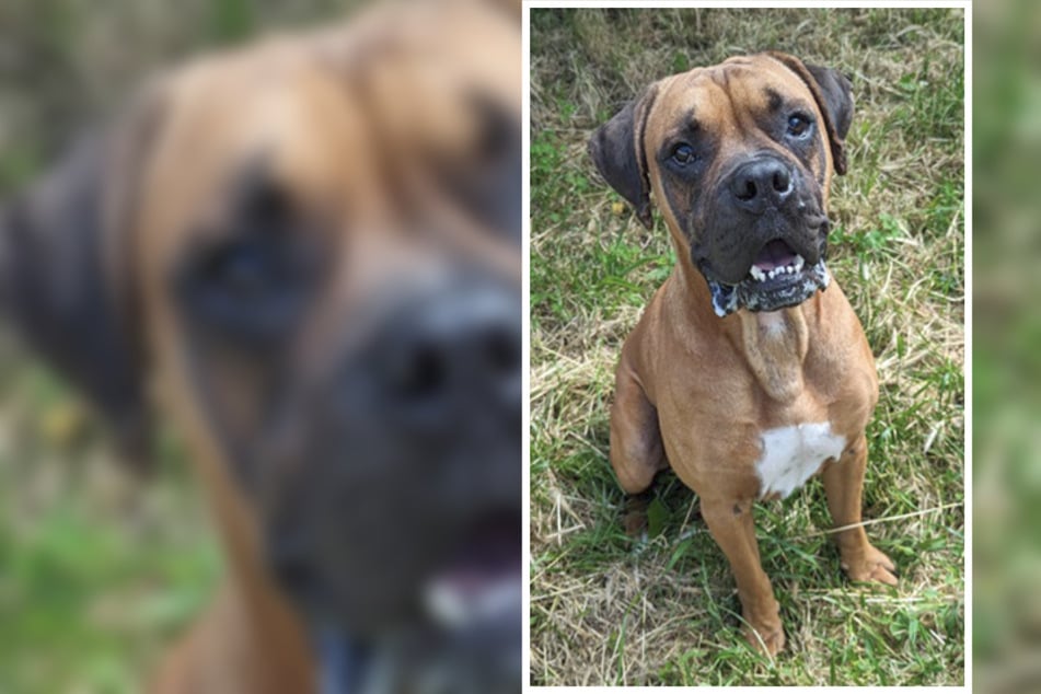 Hund Bubu hatte wenig Glück im Leben: Findet der freundliche Boxer jetzt ein schönes Zuhause?