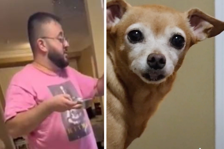 Chihuahua Bailey is getting fooled by her food prep - and TikTok users are too!