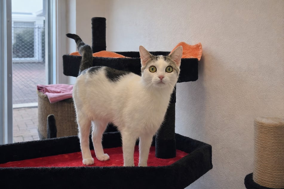 Mila marzy o spokojnym miejscu u osób, które mają doświadczenie z kotami.