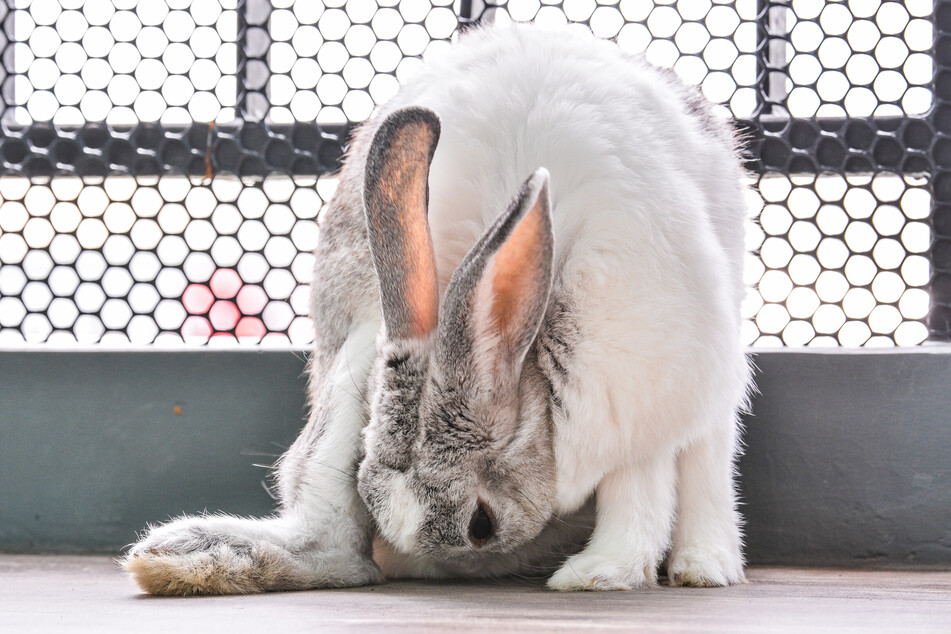 Bei der Fellpflege nehmen Kaninchen viele Haare auf - beim Fellwechsel umso mehr.