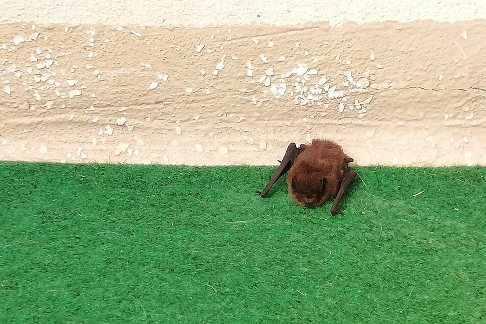 Die Fledermaus hatte sich wohl im Katzennetz verfangen.