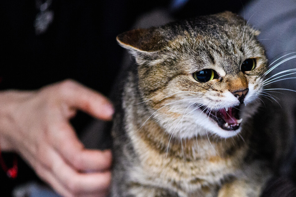 A cat sneaked it into the cockpit and attacked the pilot (stock image).