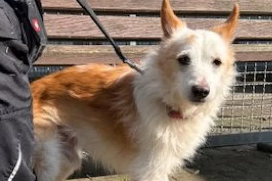 Pes je velmi milý a přál by si nic víc než láskyplný domov.