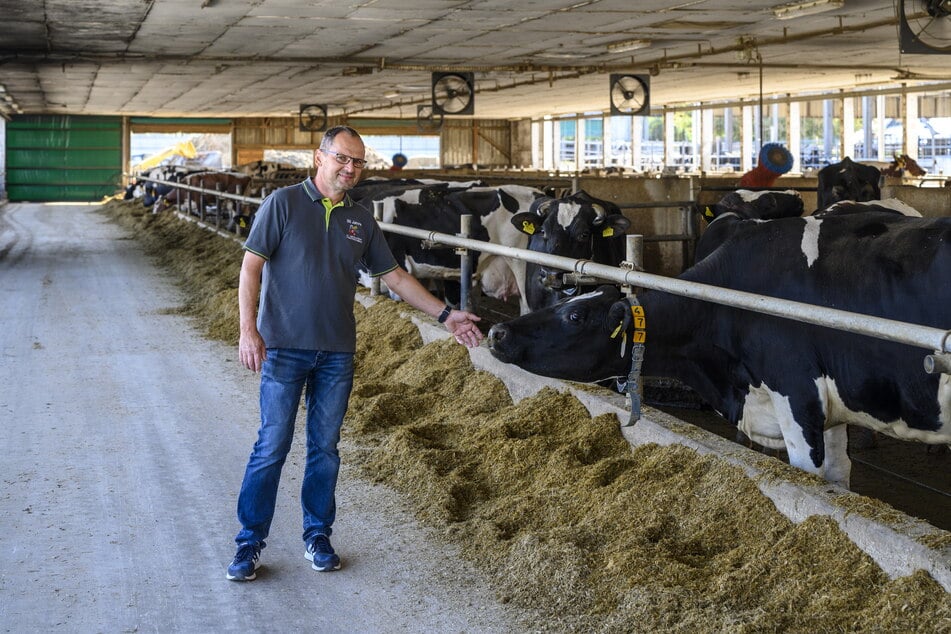 Andreas Ulbrich (52) steht neben Kühen in der ausgezeichneten Milchviehanlage in Limbach-Oberfrohna.