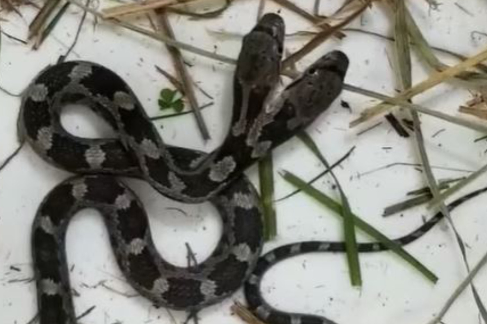 Two-headed rat snakes are extremely rare.