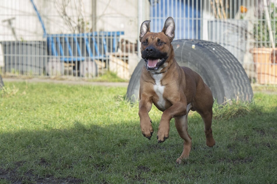 Der Bulldoggen-Mix wurde über Weihnachten an einer Parkbank angebunden und fand Unterschlupf im Tierheim Berlin.