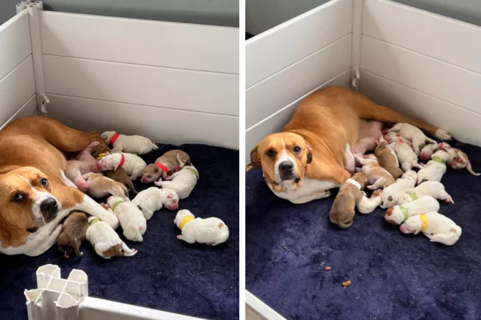 Dog delivers whopping number of puppies after being rescued
