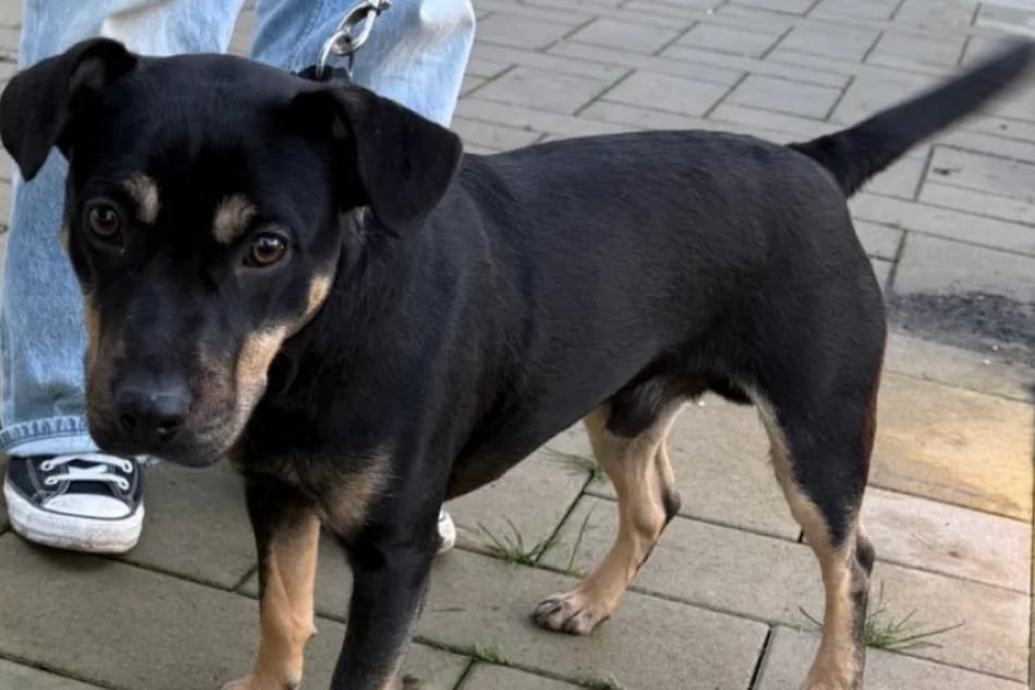 Der Französische-Bulldogge-Pinscher-Mix braucht Menschen, die ihn auslasten und sich viel mit ihm beschäftigen.