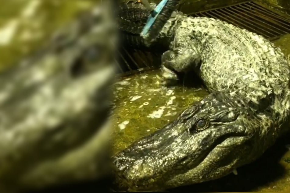 Alligator "Saturn" erlag mit 84 Jahren Altersschwäche.