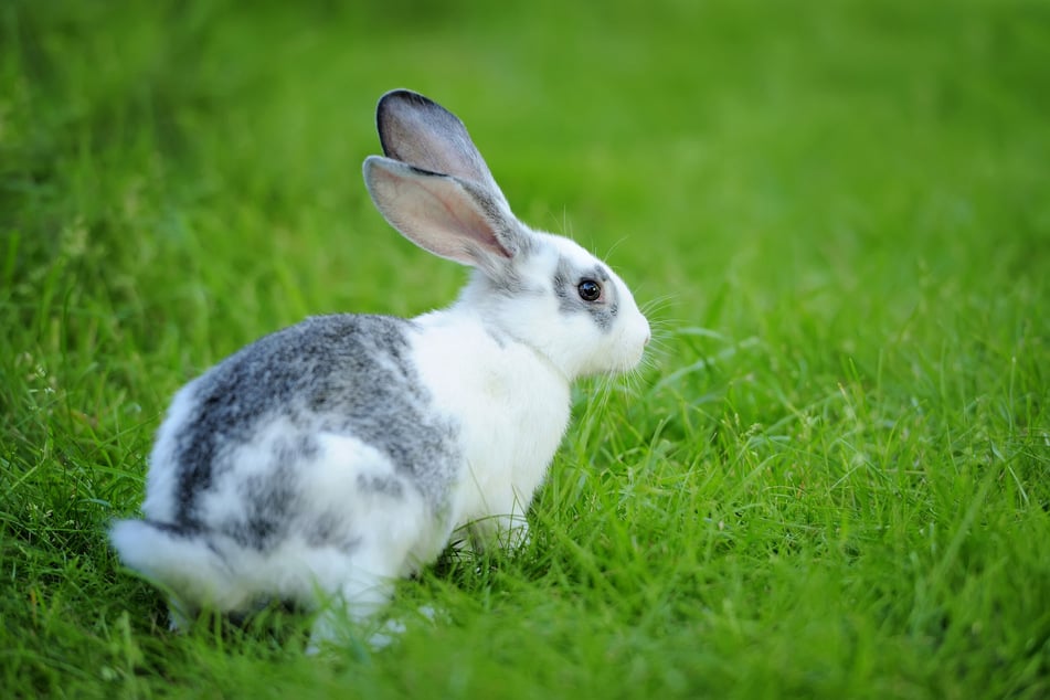 Wittert dieses Kaninchen Gefahr?